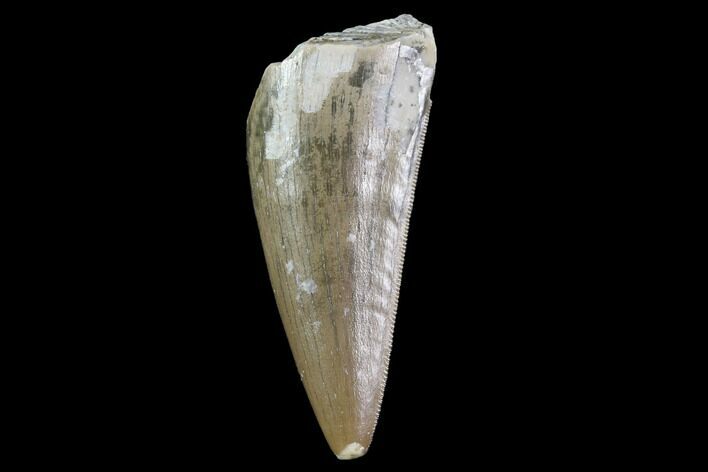 Serrated, Fossil Phytosaur Tooth - Arizona #88602